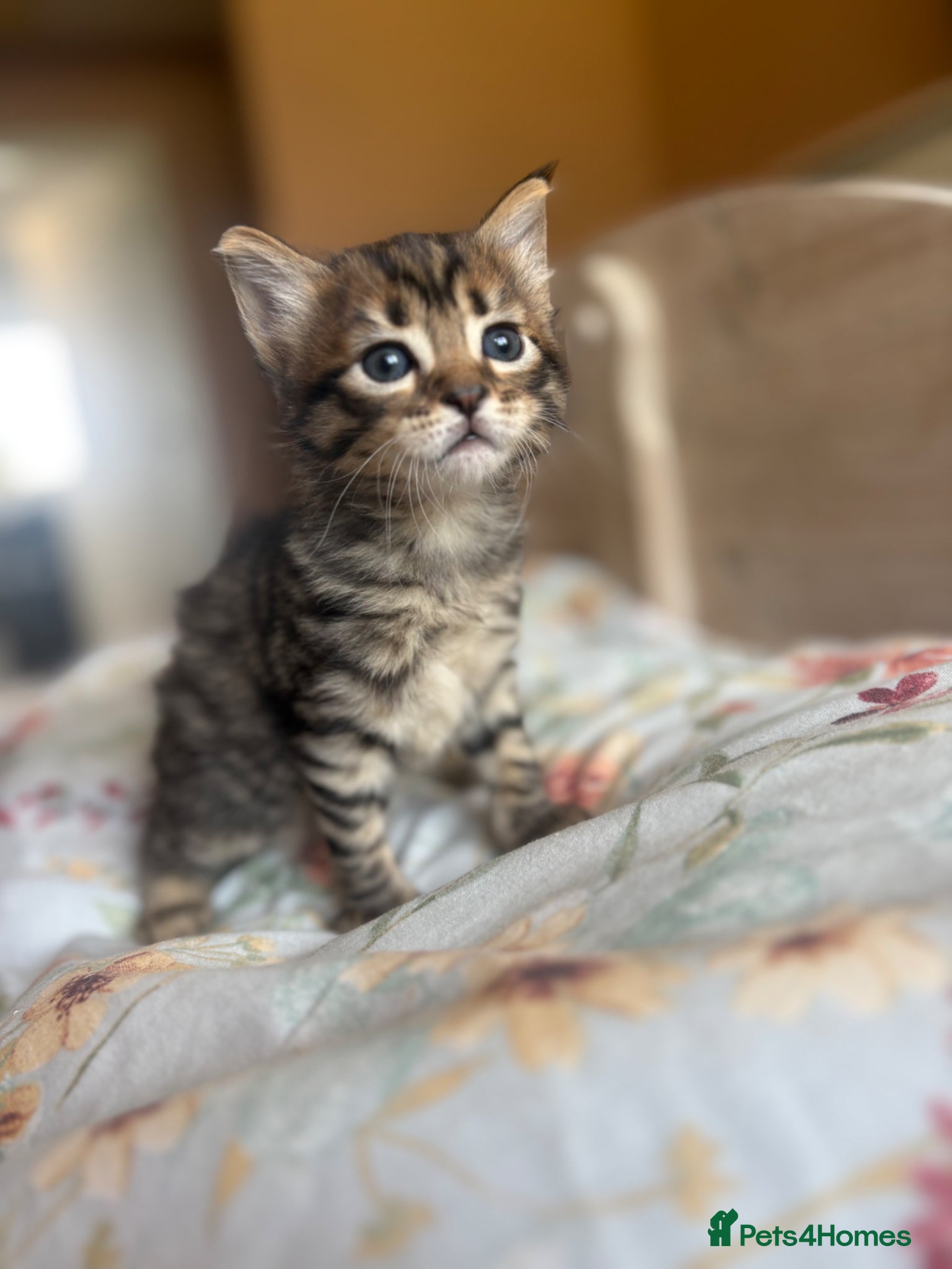 Mixed Breed cats for sale: Kittens!! in Boston - Advert 12
