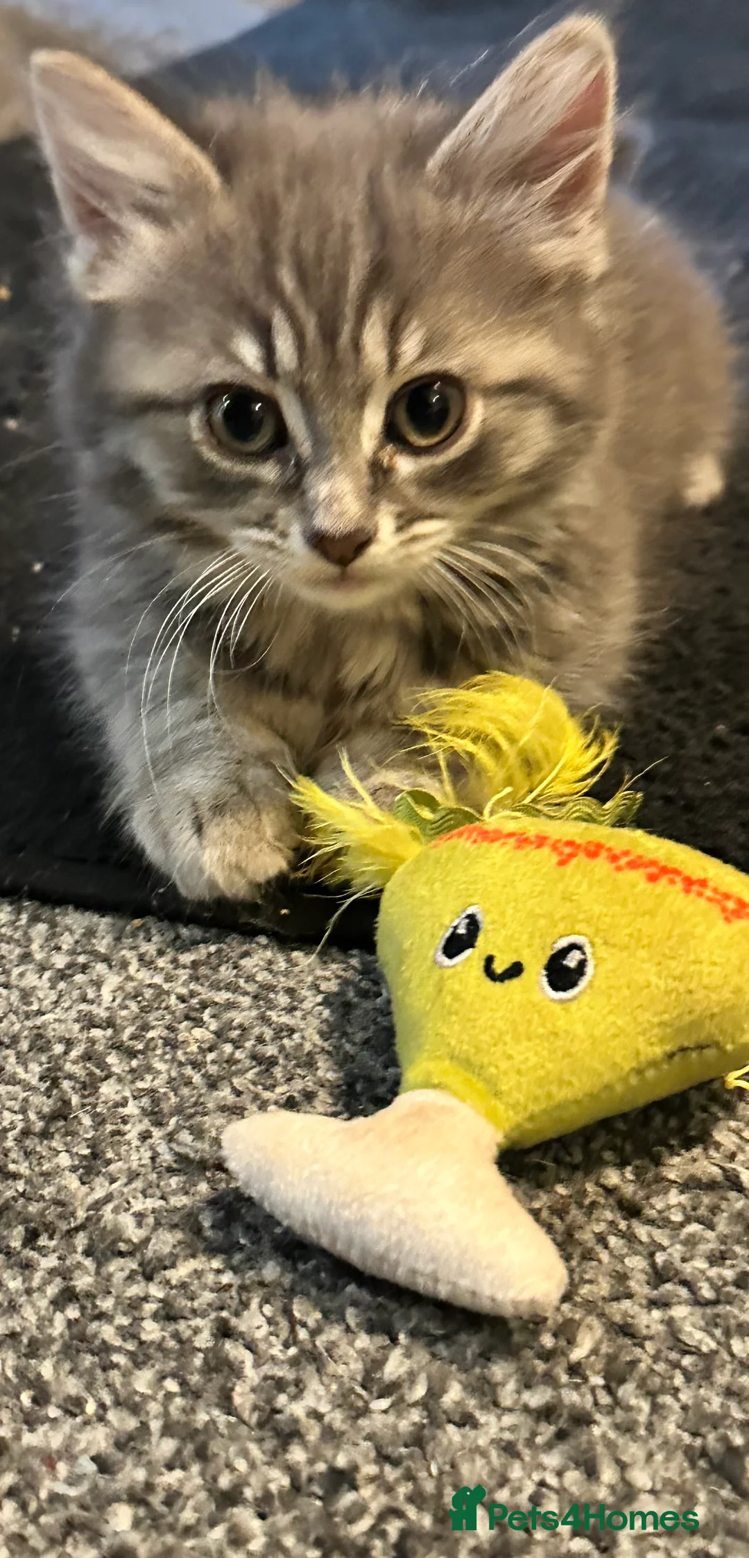 Mixed Breed cats for sale: Price lowered for handsome boy  - Advert 19