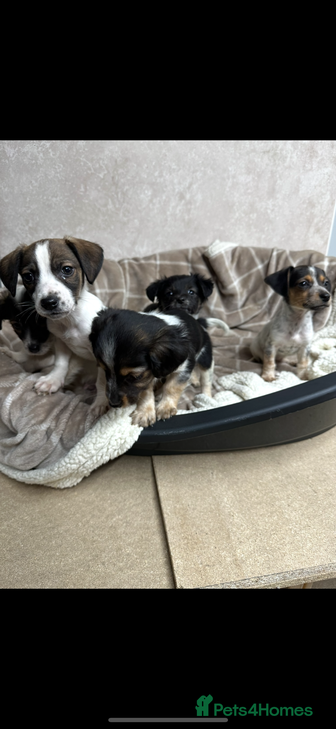 Jack Russell dogs for sale: Miniature jack russel pups - Advert 6