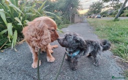 Cocker Spaniel dogs for adoption: Lola needs her very own special forever home  - Image 7