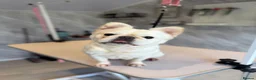 French Bulldog dogs for sale: Fluffy Frencie in Skelmersdale - Advert 2