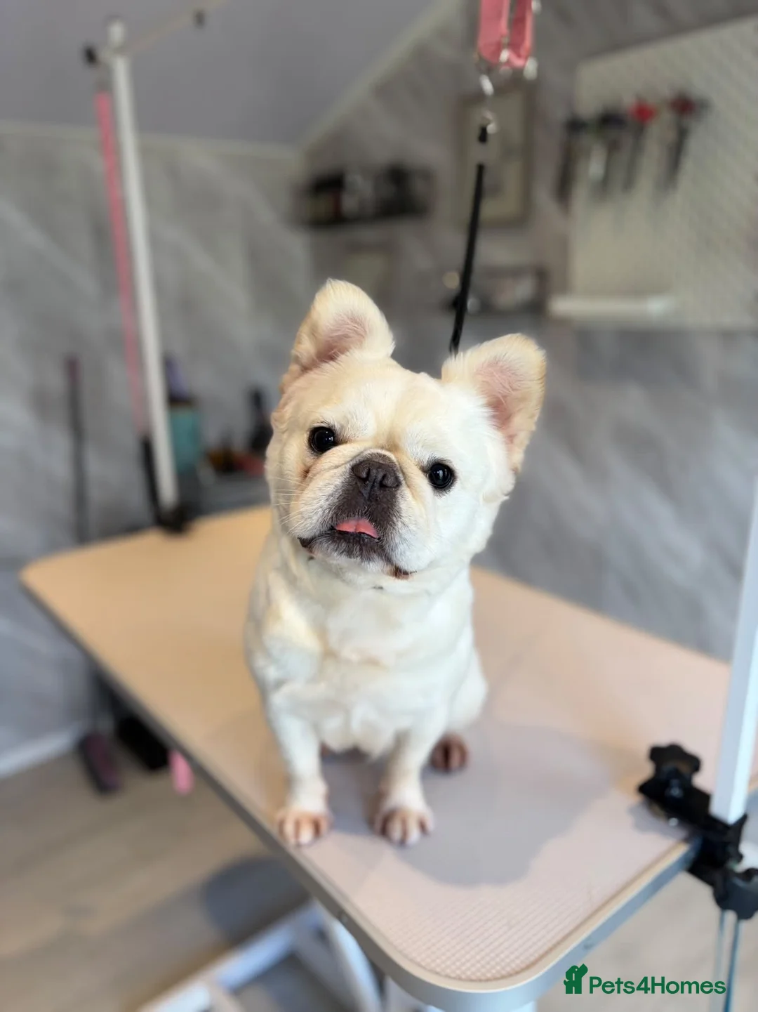 French Bulldog dogs for sale: Fluffy Frencie in Skelmersdale - Advert 2