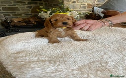 Cockapoo dogs for sale: READY TO GO :Gorgeous litter of  F1 Cockapoo’s - Image 14