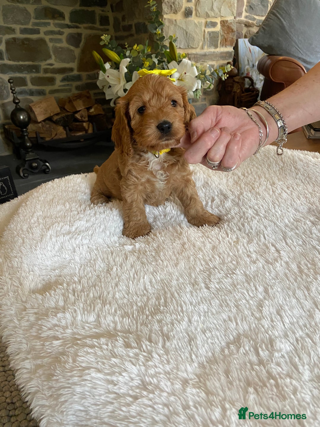 Cockapoo dogs for sale: READY TO GO :Gorgeous litter of  F1 Cockapoo’s - Image 14