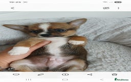 Chihuahua dogs for sale: Gorgeous chihuahua pups for sale  - Image 9
