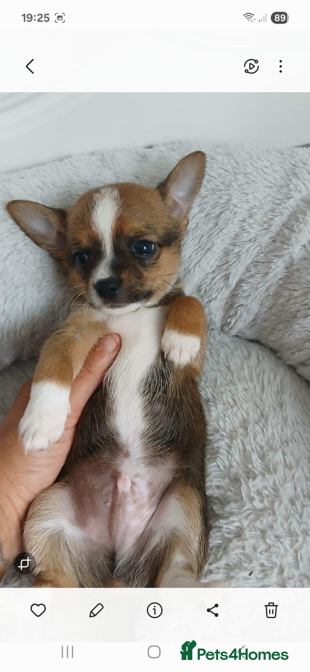 Chihuahua dogs for sale: Gorgeous chihuahua pups for sale  - Image 9