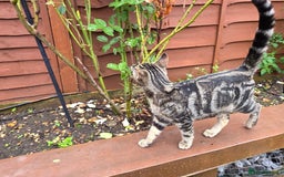 British Shorthair cats for sale: 4 month kitten vacinated and microchipped  - Image 4