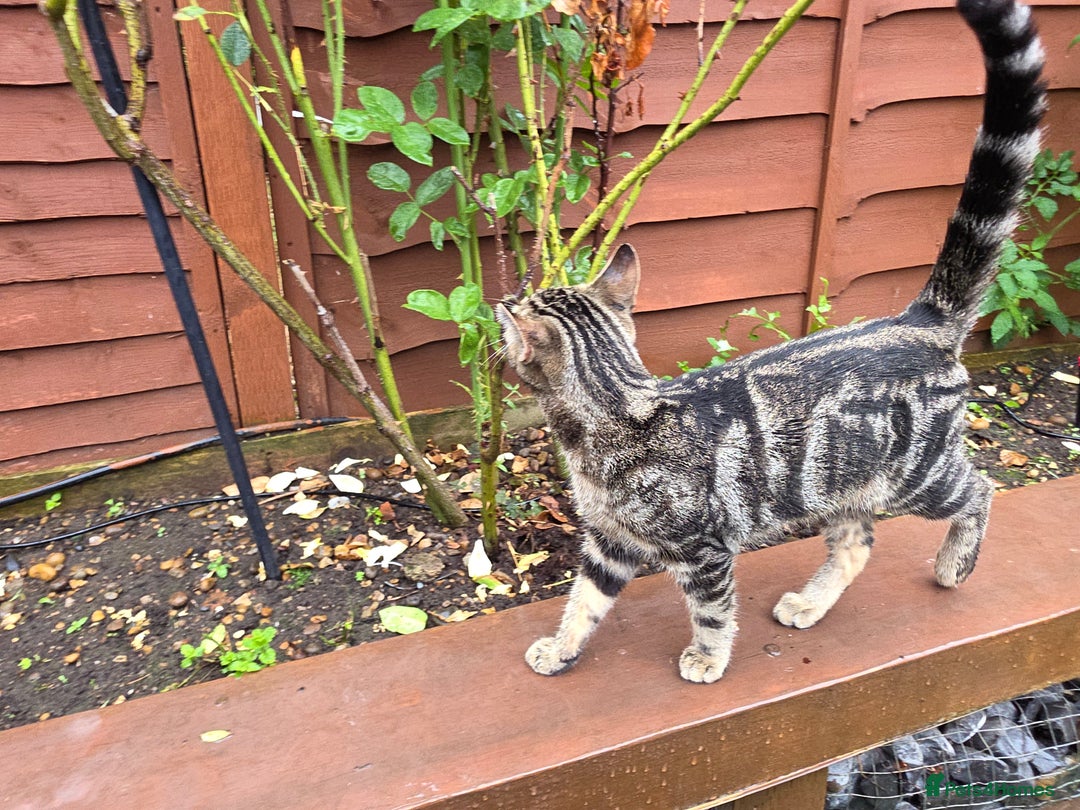 British Shorthair cats for sale: 4 month kitten vacinated and microchipped  - Image 4