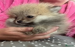 Pomeranian dogs for sale: Pomeranian  puppies  - Image 38