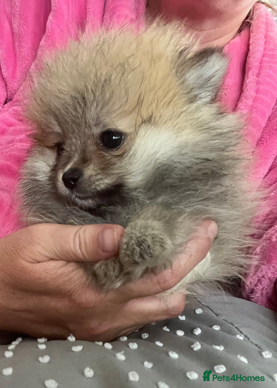 Pomeranian dogs for sale: Pomeranian  puppies  - Image 38
