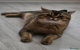 British Shorthair cats for sale: Golden British shorthairs  - Image 2