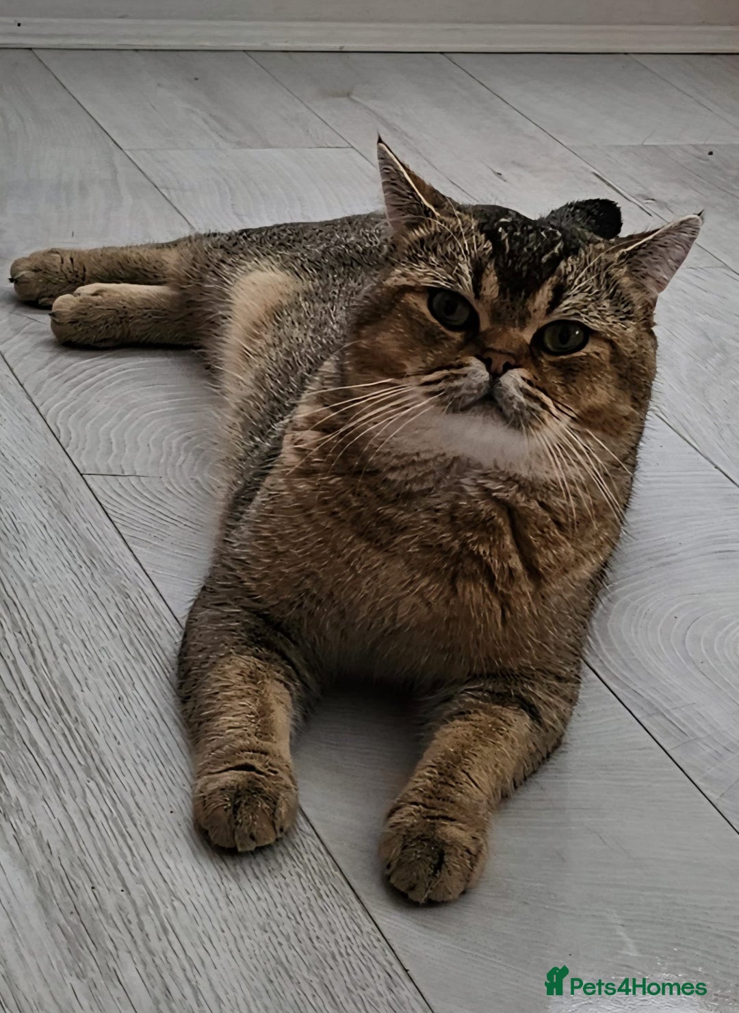 British Shorthair cats for sale: Golden British shorthairs  - Image 2