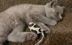 British Shorthair cats for sale: British shorthair  - Image 6