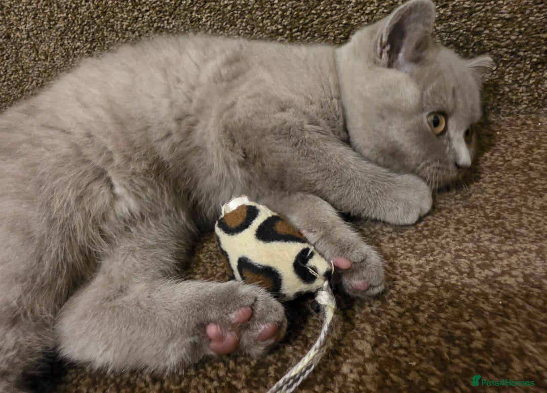 British Shorthair cats for sale: British shorthair  - Image 6
