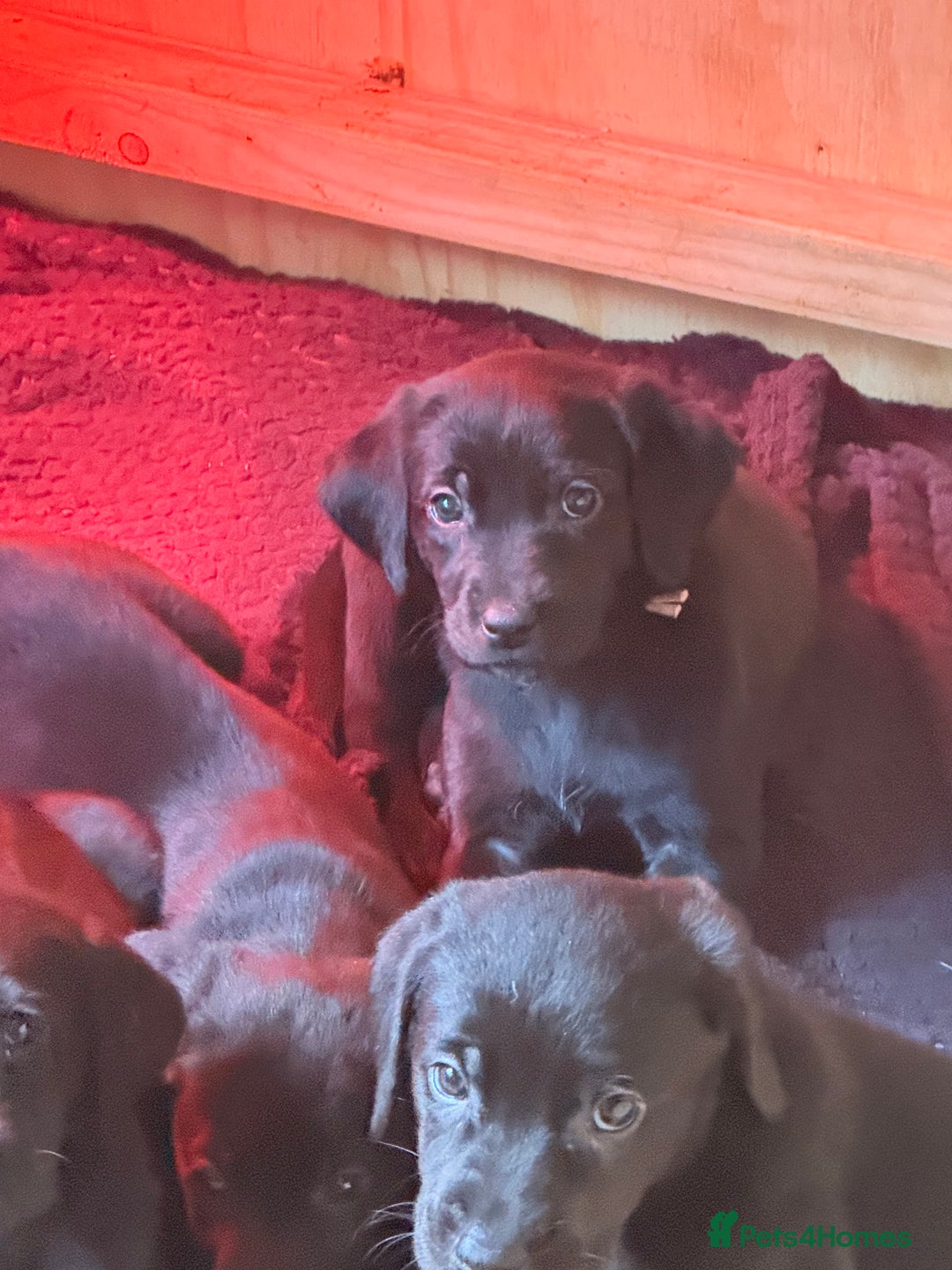 Mixed Breed dogs for sale: F1 Bloodhound X German Sheppard - Advert 5