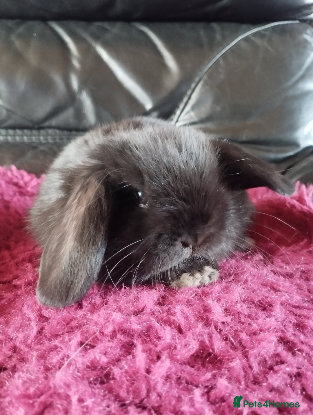 Mini Lop rabbits for sale: Last Mini lop available for deposit 🥰 in Market Drayton - Image 8