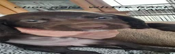 Sprocker dogs for sale: Beautiful F1 Sprocker Puppies  - Advert 13