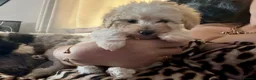 Toy Poodle dogs for sale: Stunning Toy Poodle Puppies - Advert 27