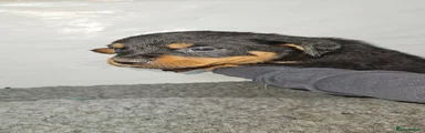 Rottweiler 6