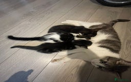 Mixed Breed cats for sale: 9week old kittens looking for their forever home - Image 3