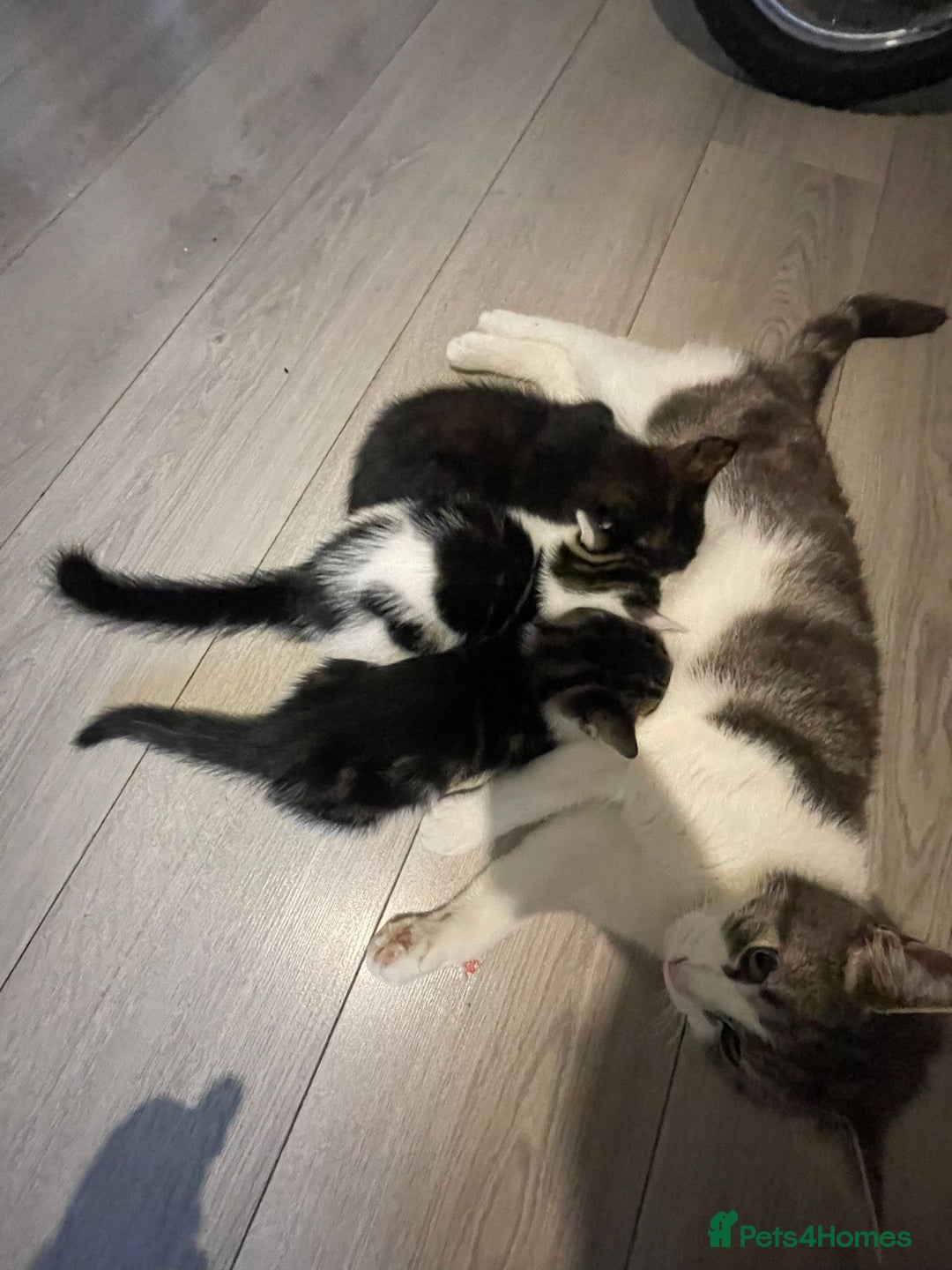 Mixed Breed cats for sale: 9week old kittens looking for their forever home - Image 3
