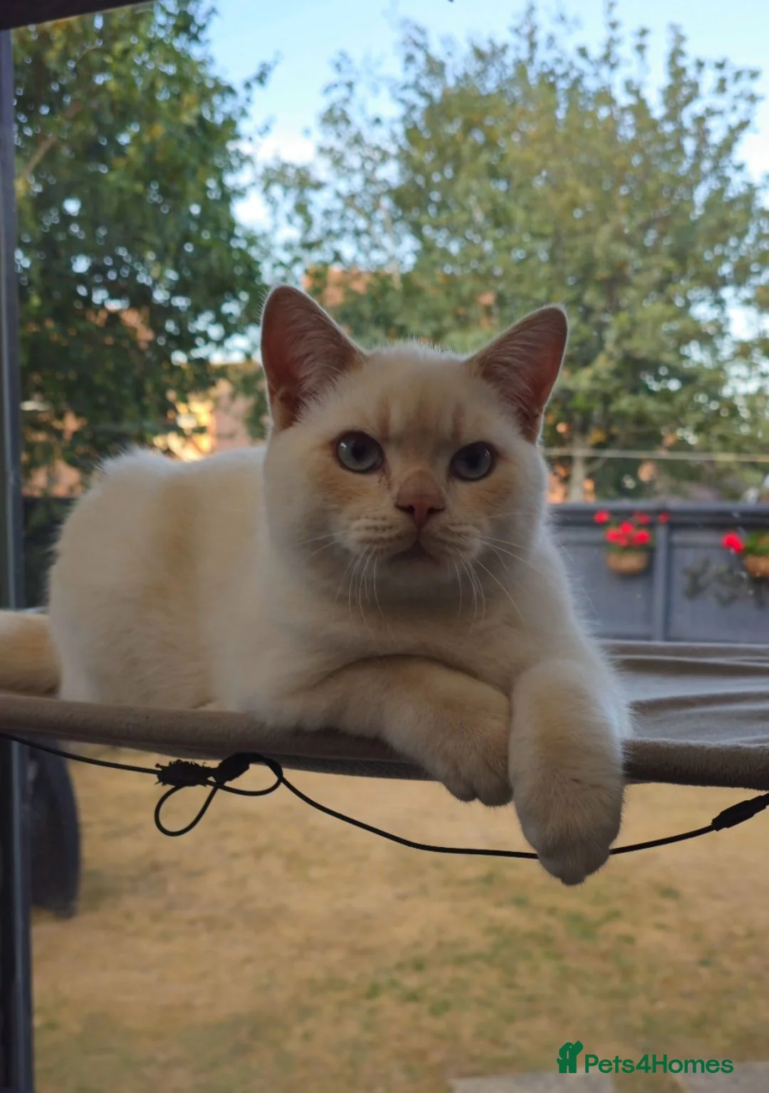 British Shorthair cats for sale: Gorgeous Cream Pointed Boy, gccf reg.  - Advert 2