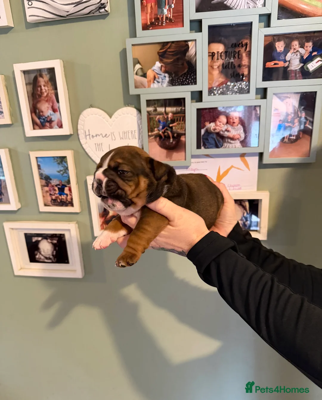 English Bulldog dogs for sale: 🌸💙 top blood line English bulldogs 🌸💙❤️ - Advert 38