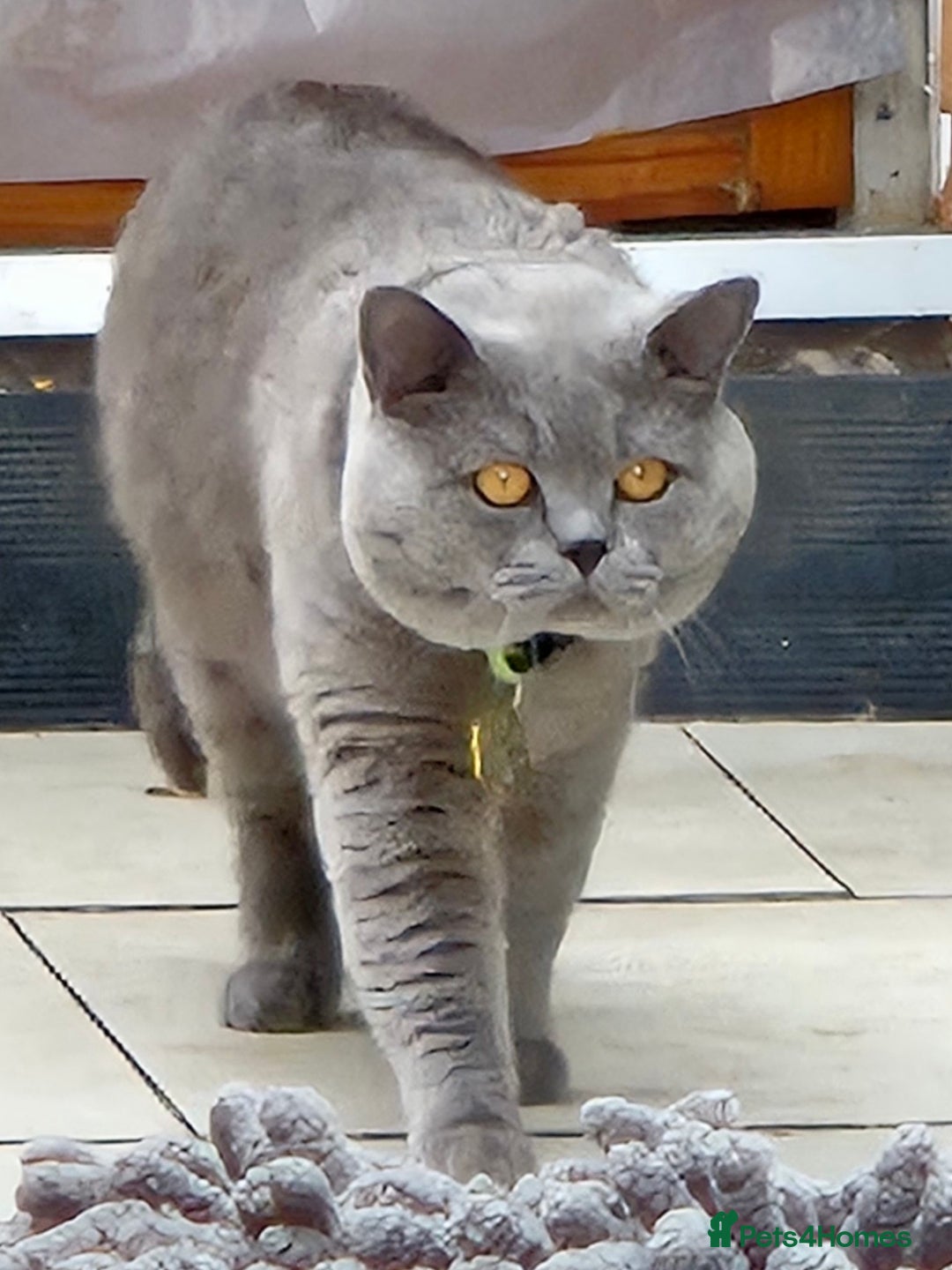 British Shorthair cats for stud: GCCF ACTIV Blue BSH Boy for Stud  in Boston - Advert 8
