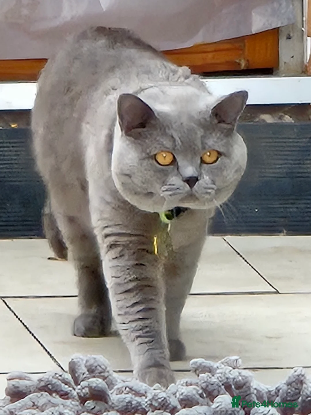 British Shorthair cats for stud: GCCF ACTIV Blue BSH Boy for Stud  in Boston - Advert 8