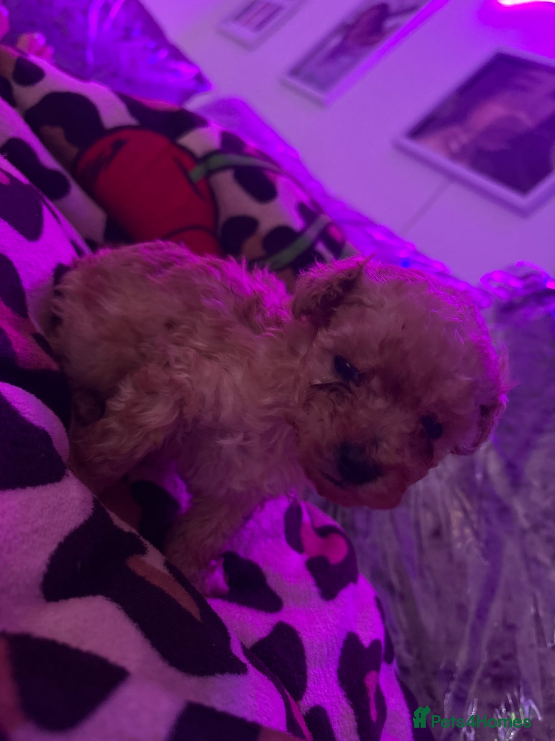 Toy Poodle dogs for sale: Super tiny toy poodle  - Advert 5