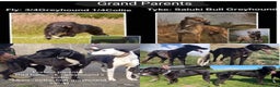 Lurcher dogs for stud: Lurcher for stud  - Advert 2