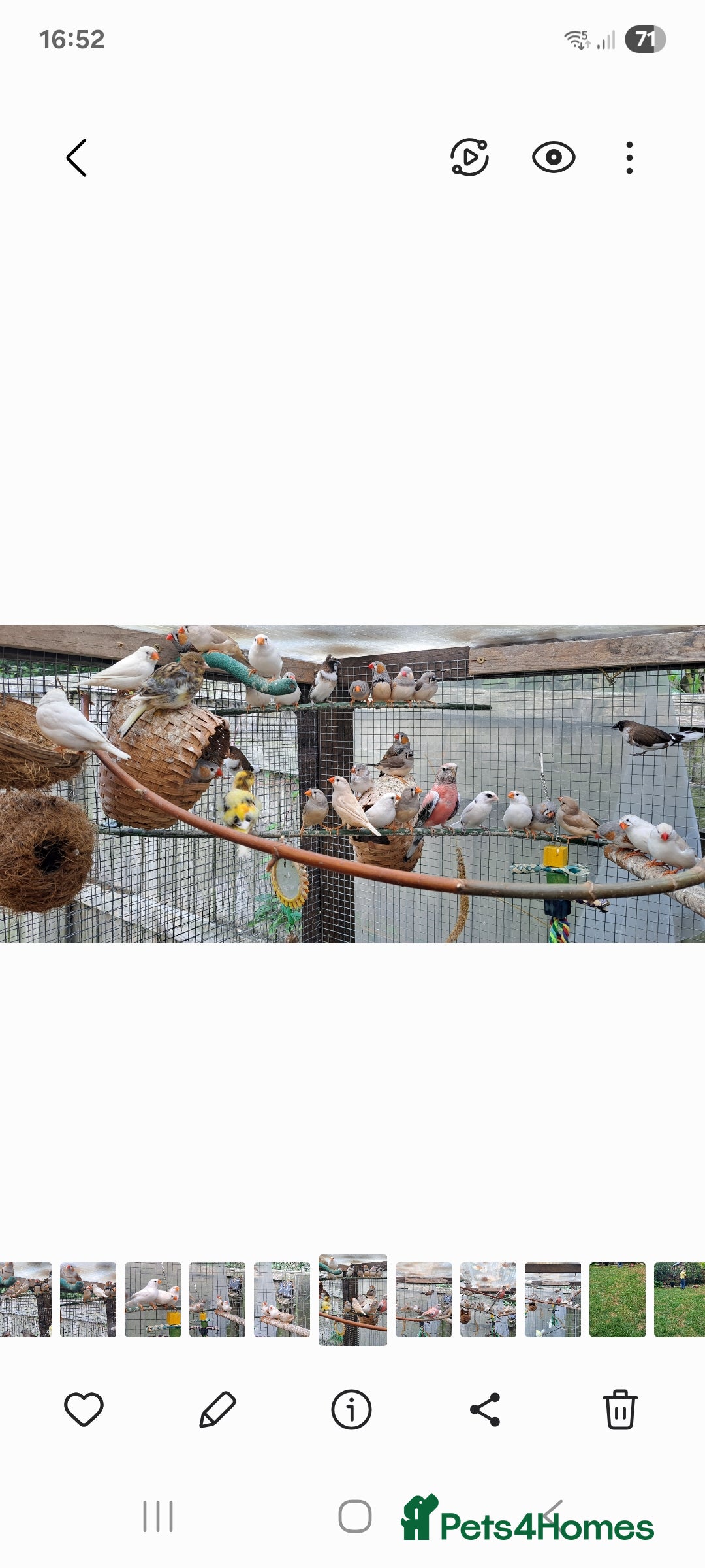 Finches birds for sale: Zebra Finch - Image 5