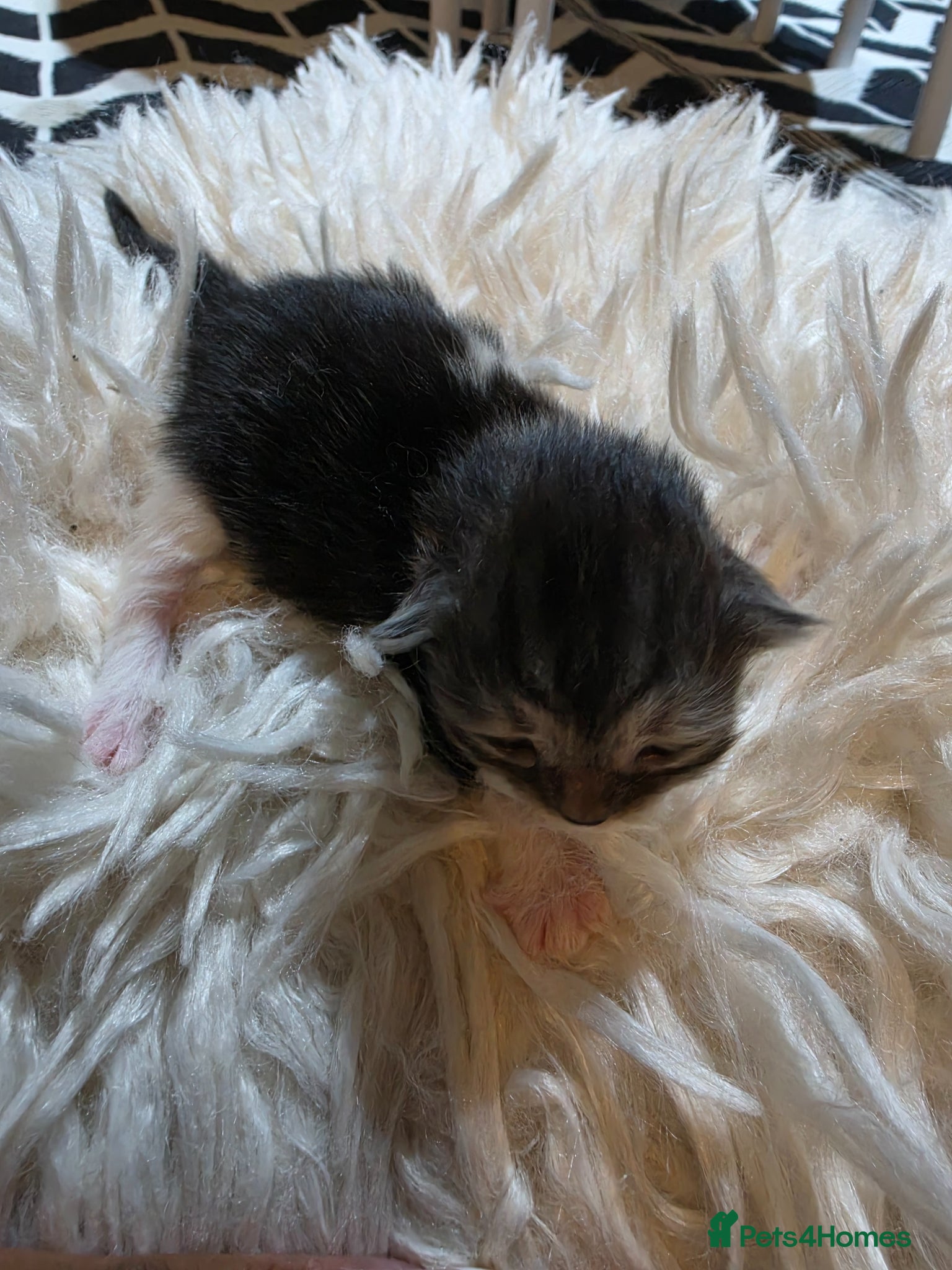Persian cats for sale: Beautiful Persian Mix Kittens - Advert 13