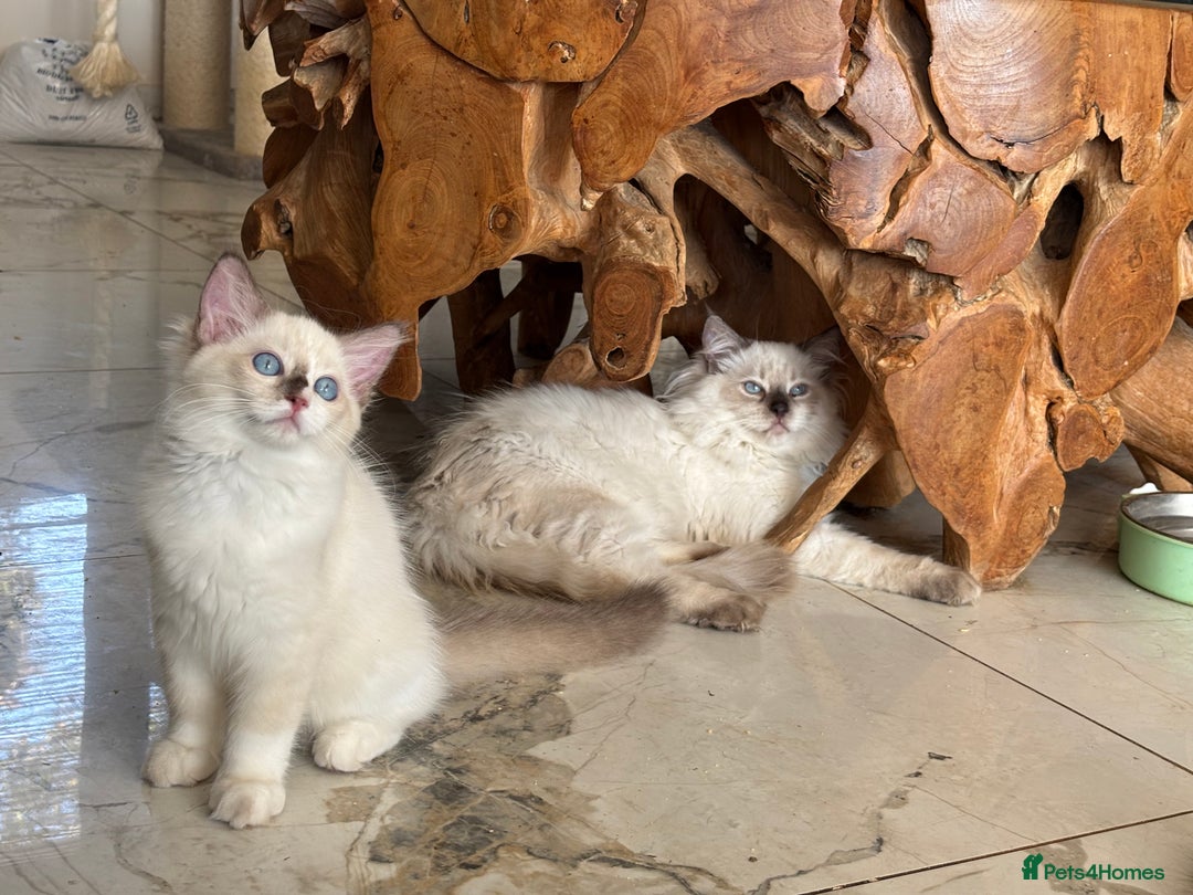 Ragdoll cats for sale: TICA, DNA tested, 5 gen pedigree  - Image 39