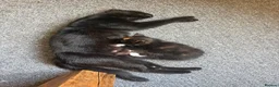 Mixed Breed cats for sale: Tuxedo kittens / Maincoon half x Bombay mix - Advert 2