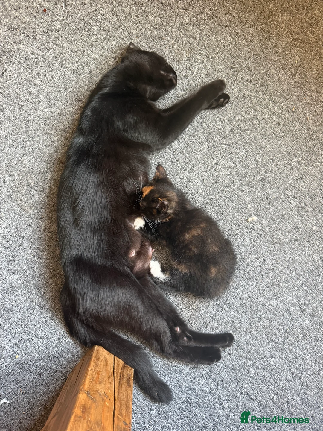 Mixed Breed cats for sale: Tuxedo kittens / Maincoon half x Bombay mix - Advert 2