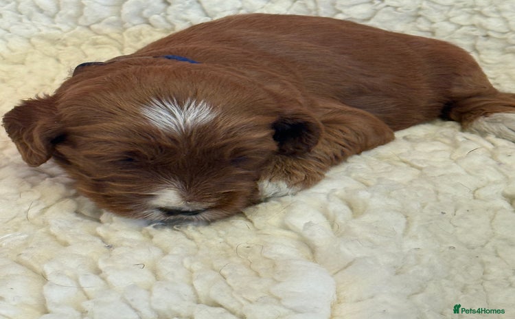 Mixed Breed dogs - Advert 13