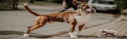 Boxer dogs for stud: 100% pure German Boxers in Norwich - Advert 6