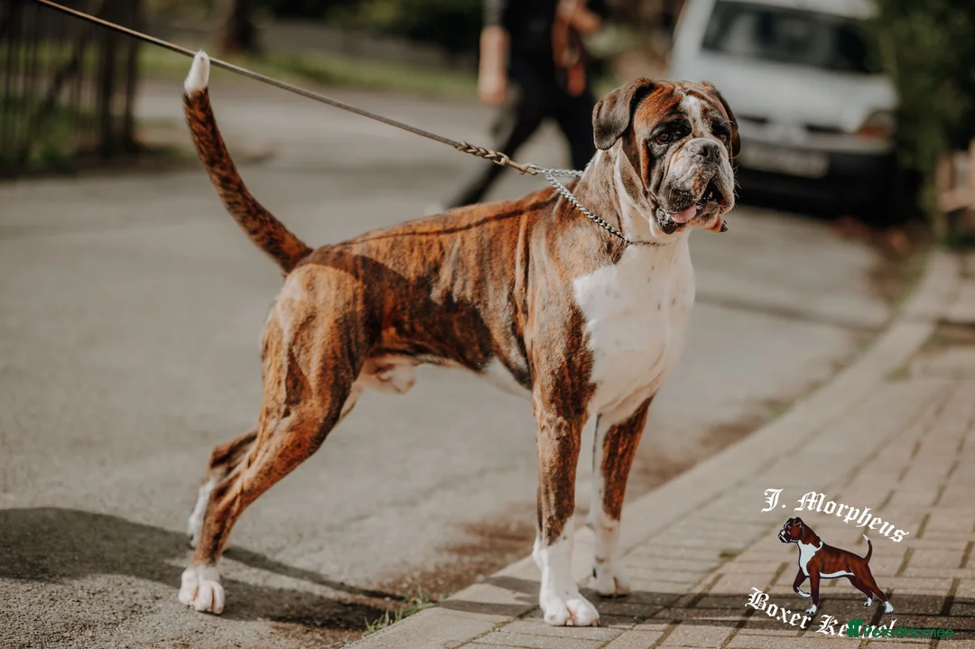 Boxer dogs for stud: 100% pure German Boxers in Norwich - Advert 6