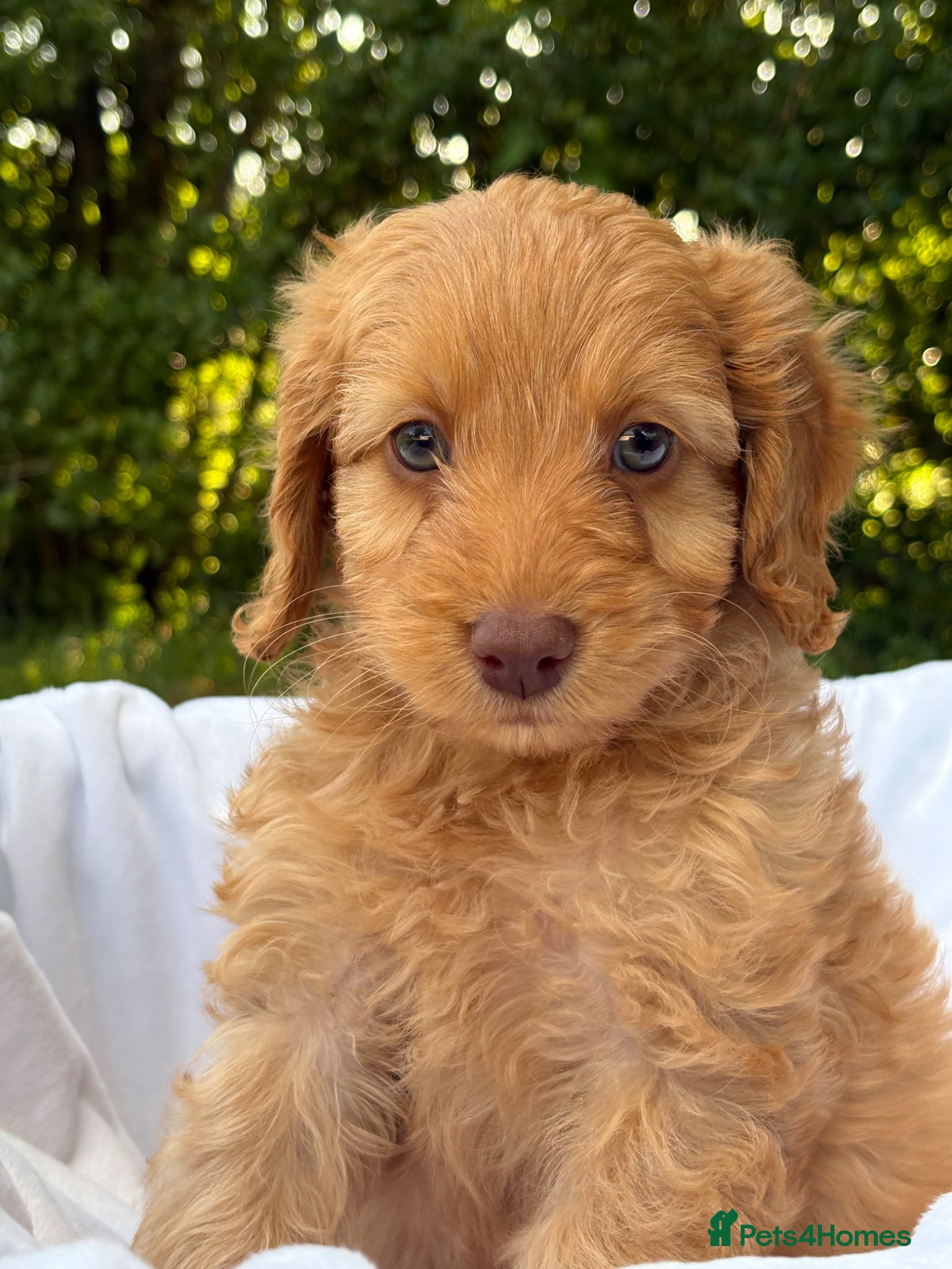 Cockapoo dogs F1 Cockapoos A Cocker Spaniel x Toy Poodle Mix - Advert 1