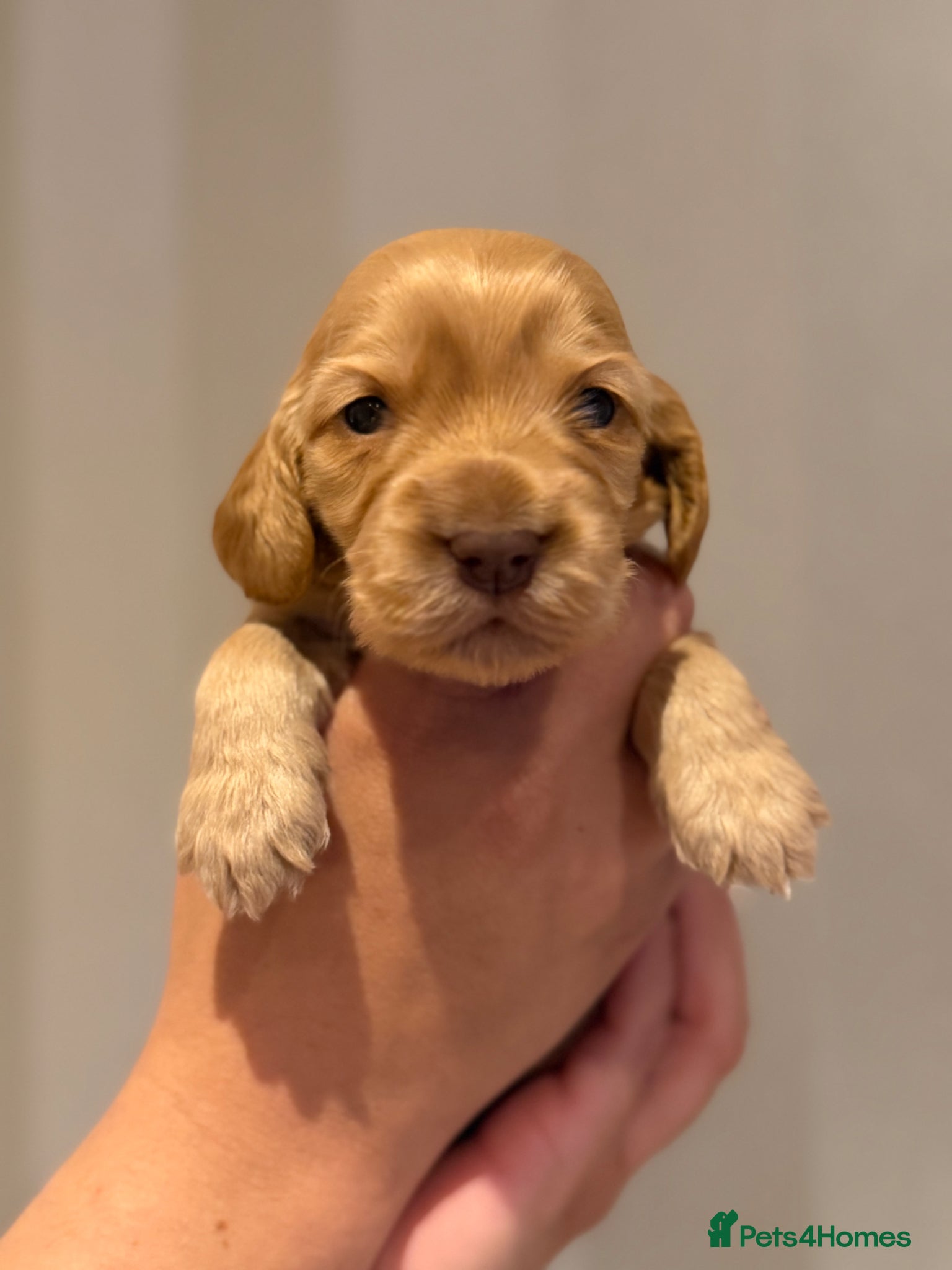 Cocker Spaniel dogs Golden & Chocolate Sable Show Cocker Puppies  - Advert 1