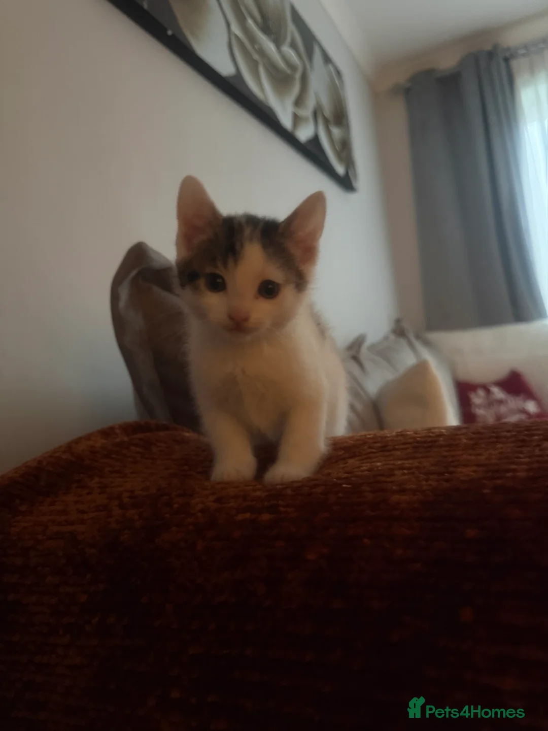 Domestic Shorthair cats for sale: Short Haired Kittens 2 Males & 1 Female Vaccinated - Advert 8