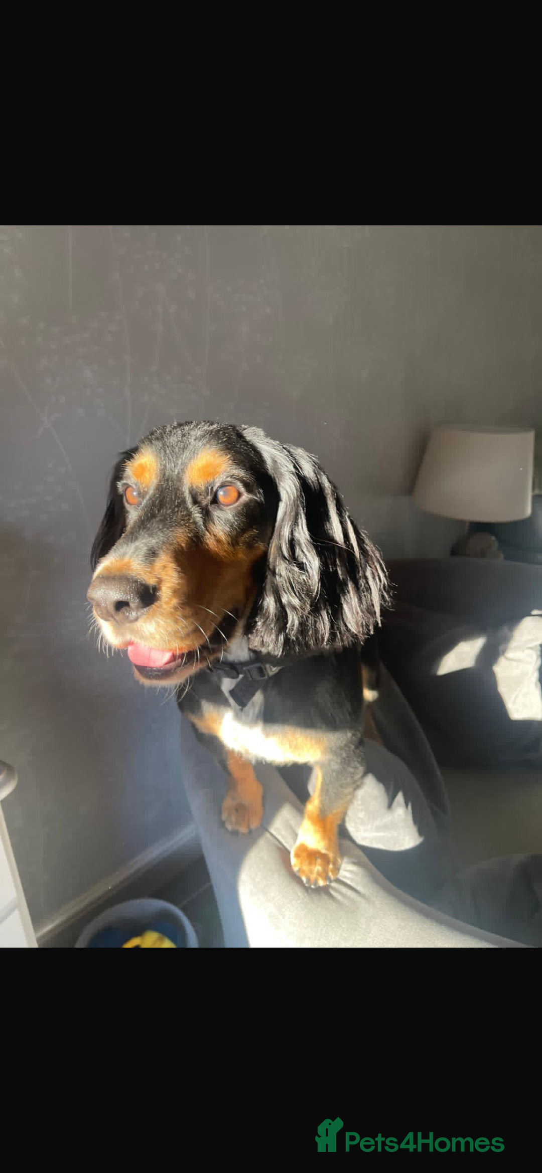 Cocker Spaniel dogs for sale: 2 year old working cocker spaniel - Advert 9