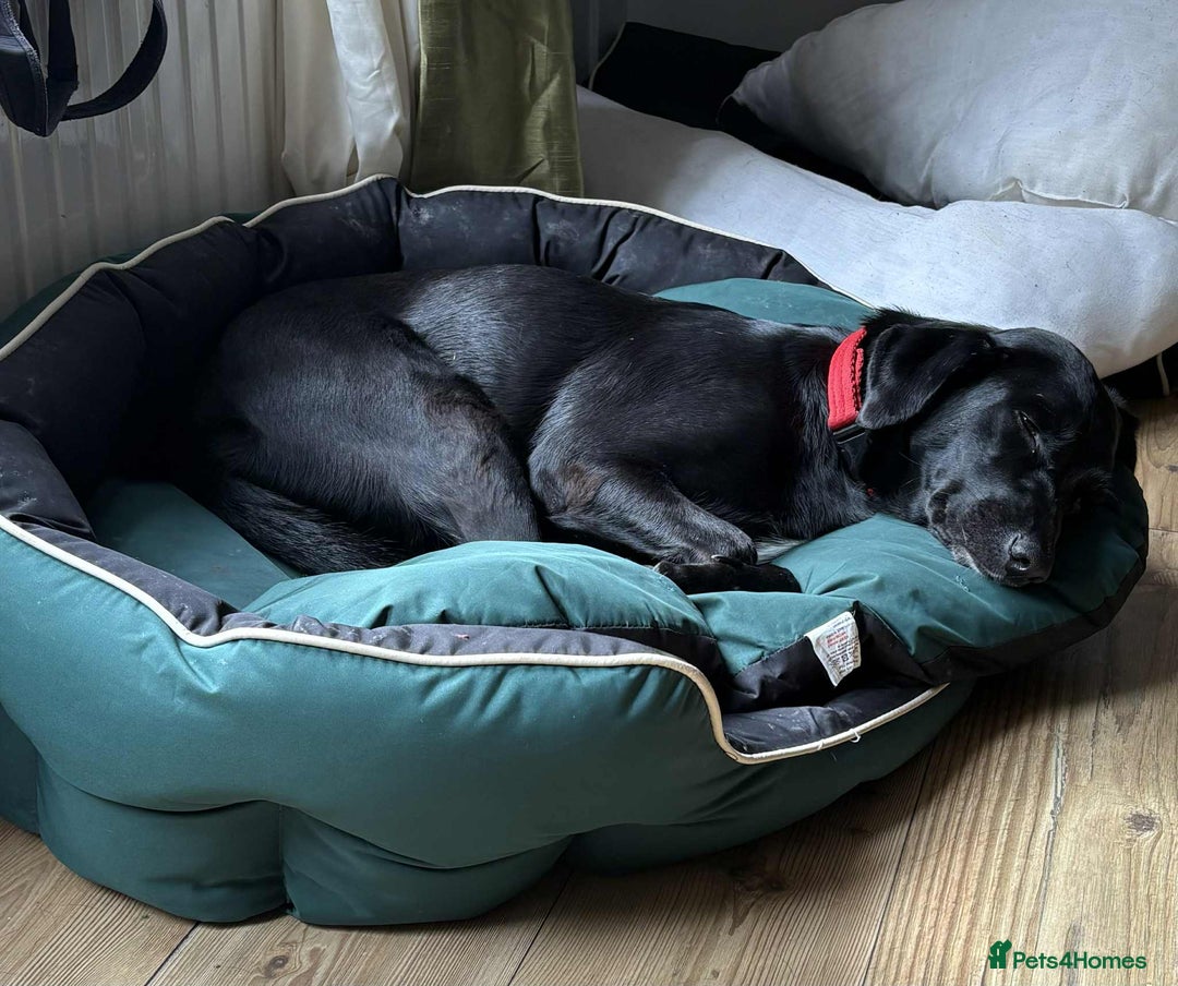 Labrador Retriever dogs for adoption: Pixie - Badersfield Norfolk  - Image 23
