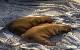 French Bulldog dogs for sale: Fully kc registered French bulldog female 4 weeks  - Image 6