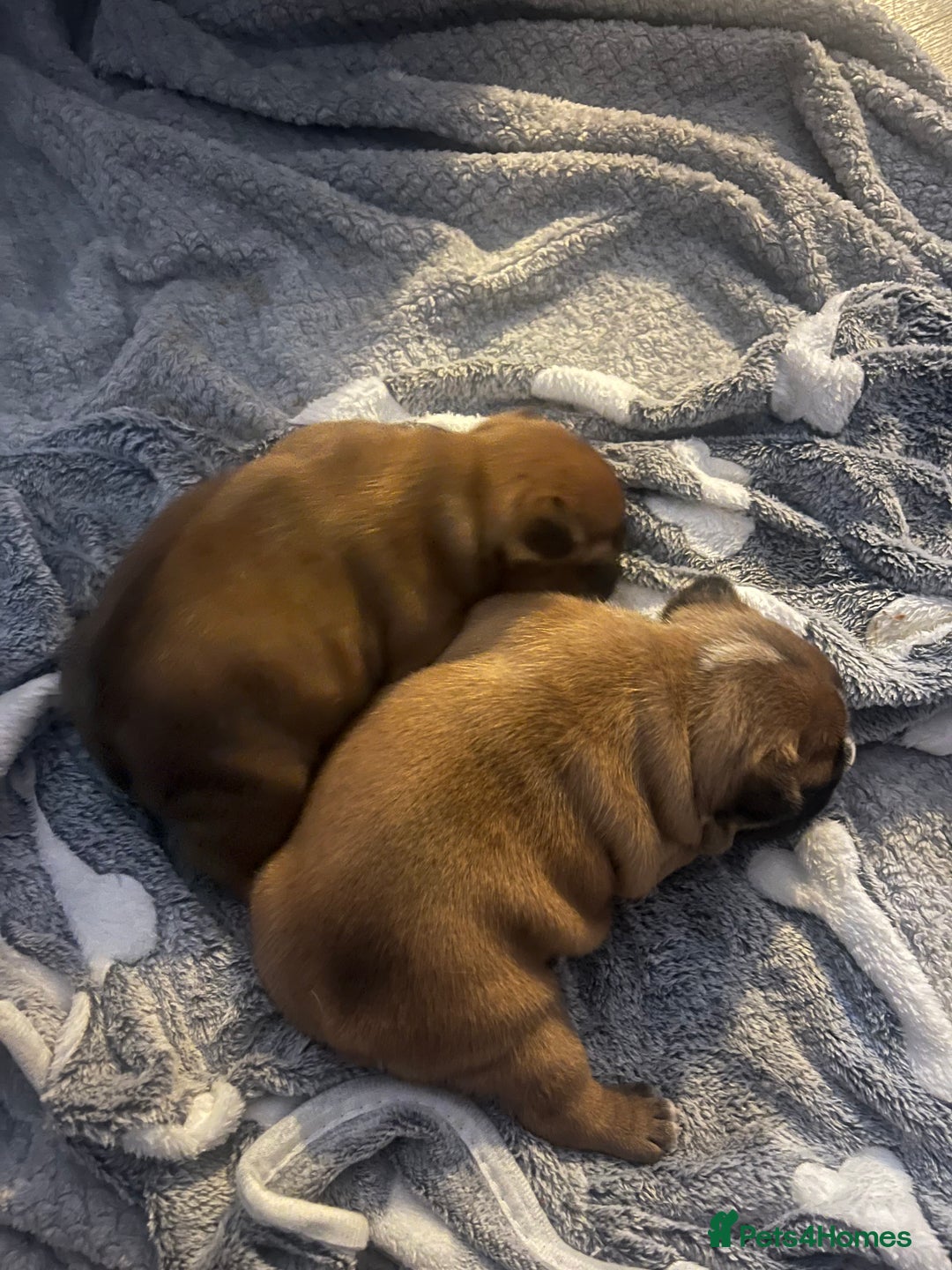 French Bulldog dogs for sale: Fully kc registered French bulldog female 4 weeks  - Image 6