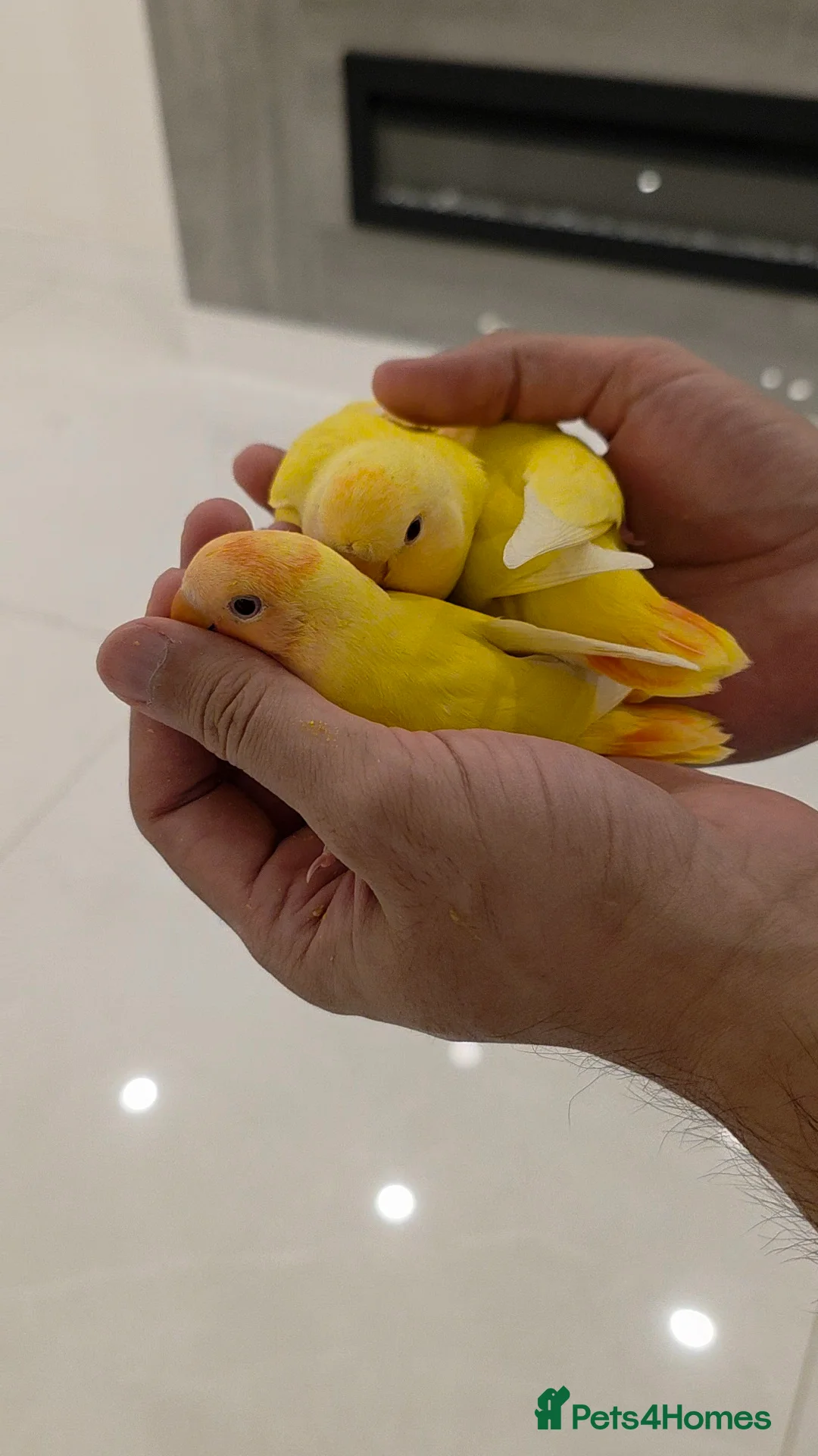Lovebirds birds for sale: Super Tame, Hand-reared cuddly baby lovebirds  - Advert 1