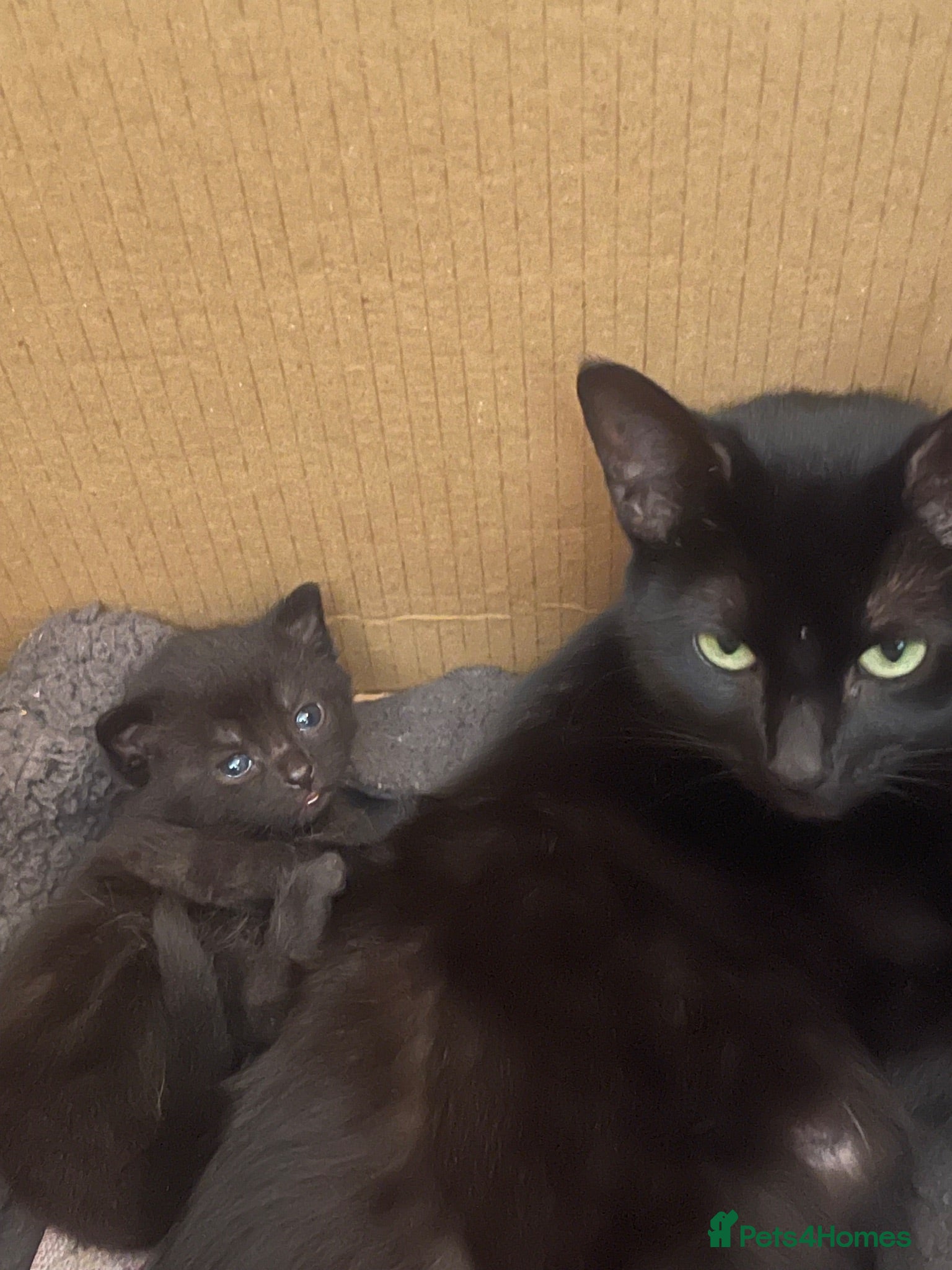 Mixed Breed cats Kittens for sale £60 each - Advert 3