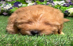 Cockapoo dogs for sale: 🐶 Gorgeous F1 Cockapoo Puppies –  Vet Checked  - Image 11