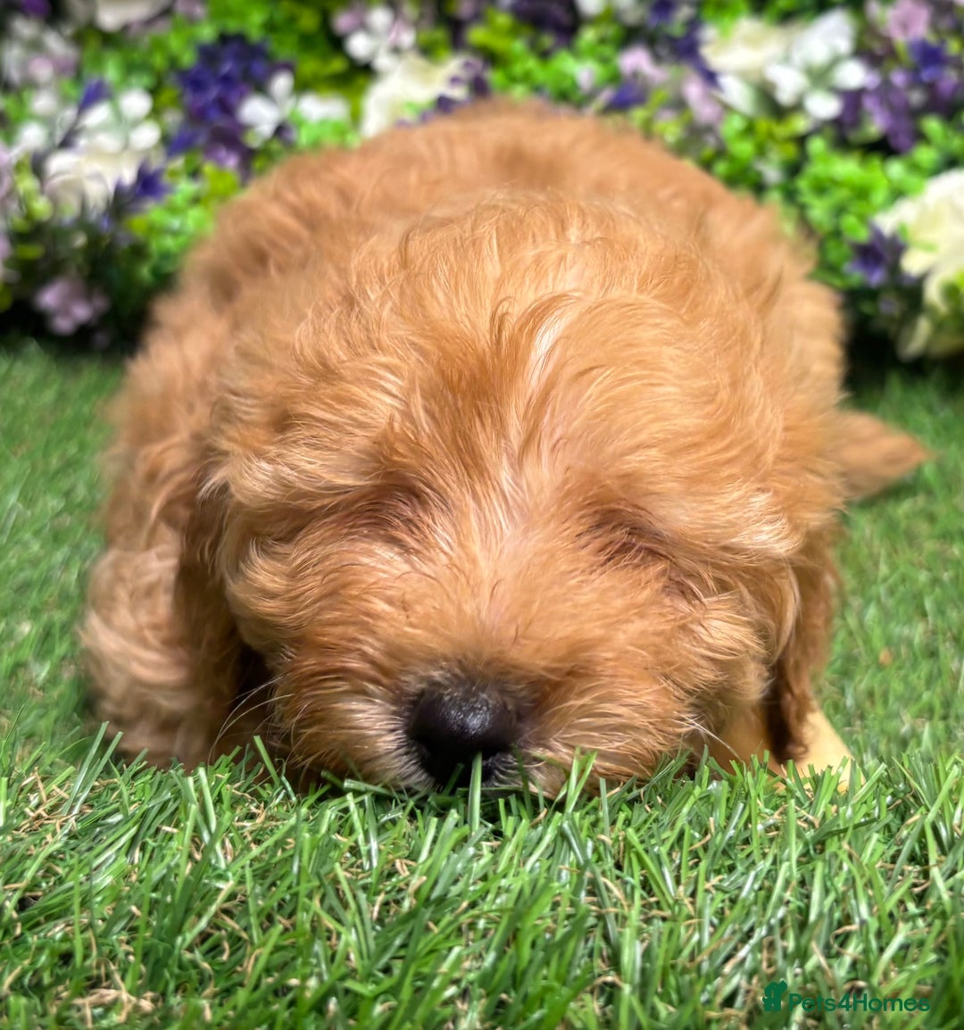 Cockapoo dogs for sale: 🐶 Gorgeous F1 Cockapoo Puppies –  Vet Checked  - Image 11